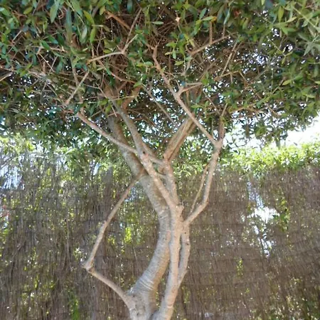 Casa No Chupal * Sao Bras de Alportel